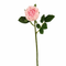 lightpink