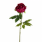 fuscia