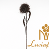 Artificial Dried Look Spiky Ball Stem 63cm Faux Brown Thistle Bloom with Withered Leaves for Rustic Autumn Wedding Decor Wholesale