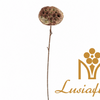 Artificial Single Stem Lotus Seed Pod 61cm Faux Dried Green Brown Lotus Pod for Zen Wabi Sabi Home Vase Decor Wedding Floral Wholesale