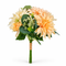 Champagne Apricot